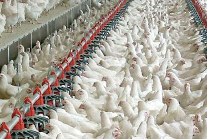 Tanınmış broyler əmlakını 2 banka girov qoydu